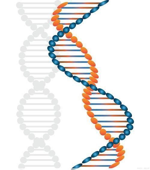 母亲dna和儿子dna一样不：儿子只遗传一半母亲的DNA