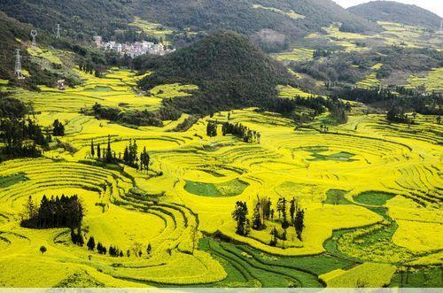 二龙岗二龙岗公园，金灿灿的油菜花海