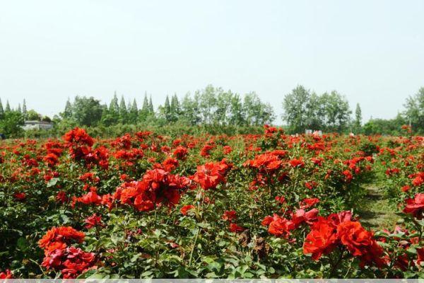 天府玫瑰谷1000亩玫瑰花海