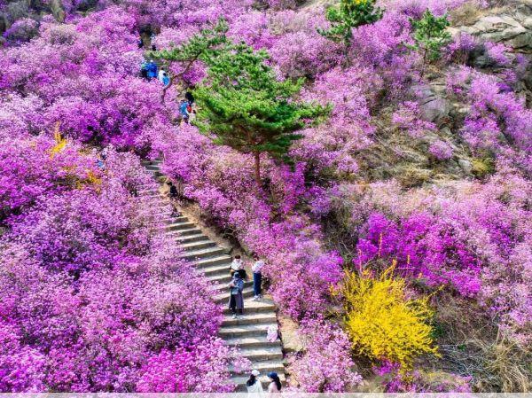 珠山秀谷大珠山杜鹃花开