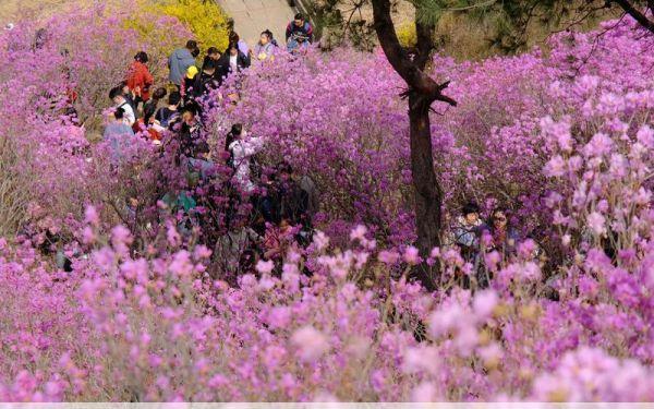 珠山秀谷大珠山杜鹃花开