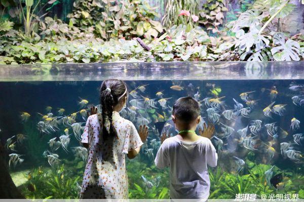 齐河海底世界带孩子去齐河海底世界看海洋生物